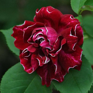 Rosa  Roger Lambelin - crvena  - bijela  - hibrid perpetual ruža